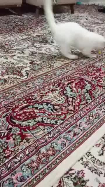گربه پرشین|گربه|اسلام‌شهر, شهرک مهدیه|دیوار