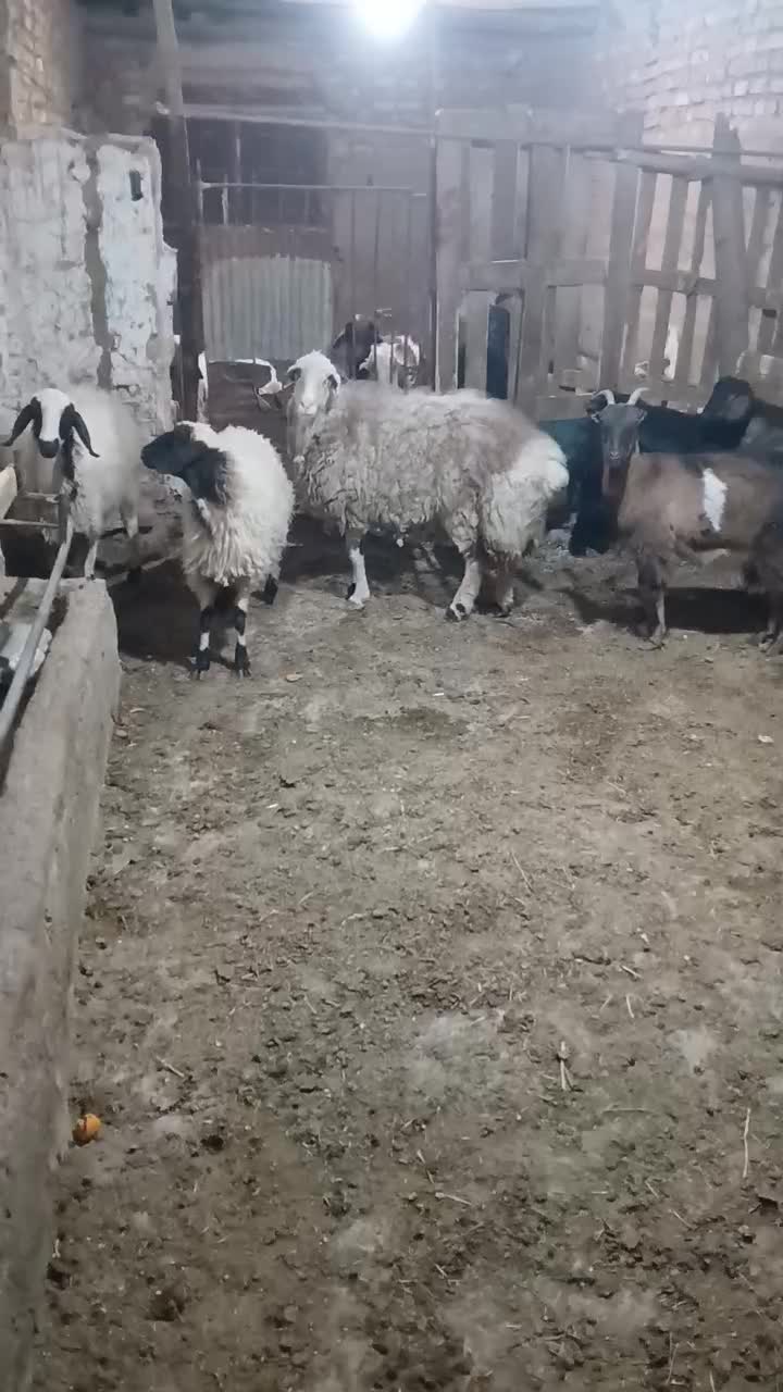 میش بره بز کره|حیوانات مزرعه|یزد, |دیوار