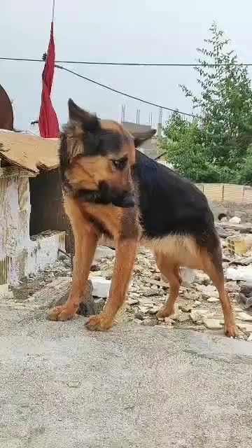 سلام جرمن ماده|سگ|بندر ماهشهر, |دیوار