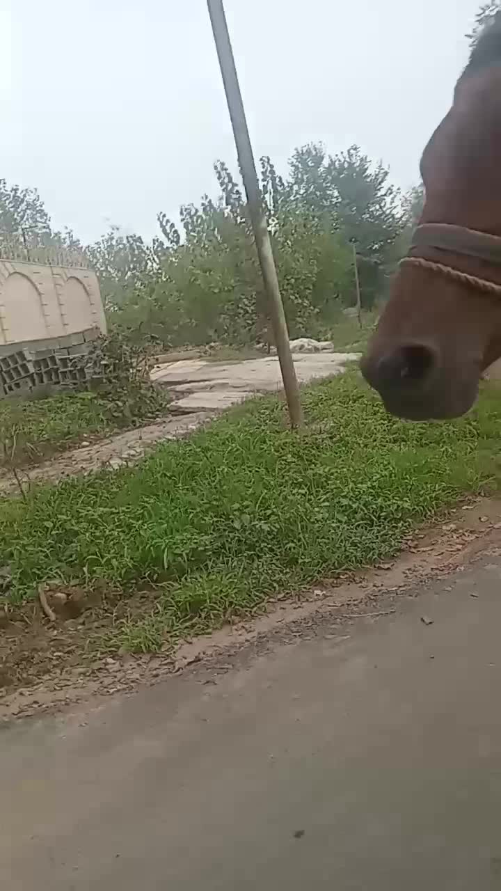 اسب کهر|اسب و تجهیزات اسبسواری|آستانه اشرفیه, |دیوار