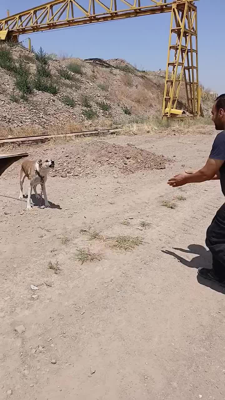 سگ ماده|سگ|قزوین, |دیوار