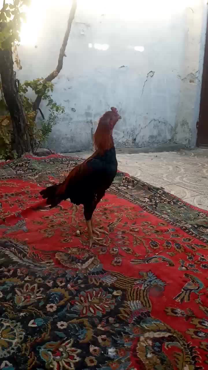 خروس لاری|حیوانات مزرعه|دینور, |دیوار