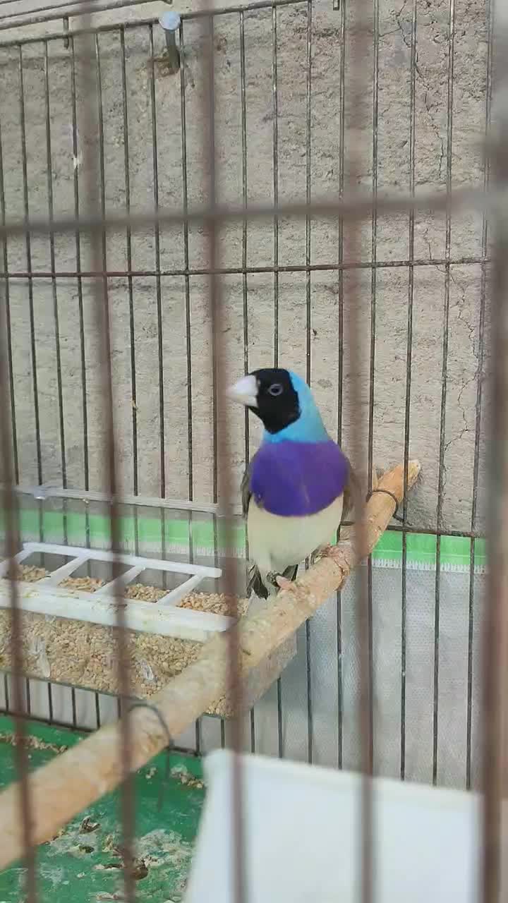 ی جفت فنچ گلدین قیمت ۳۲۰۰|پرنده|لامرد, |دیوار