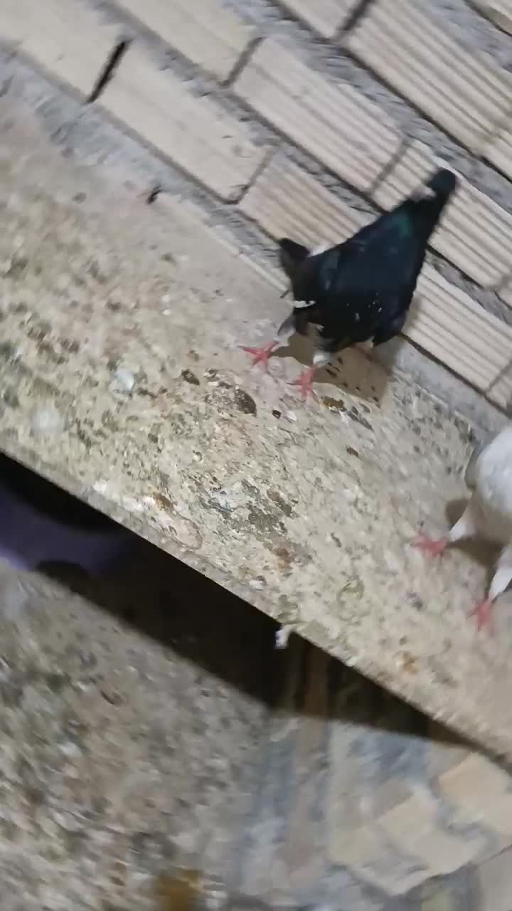 کبوتر|پرنده|بندر ماهشهر, |دیوار