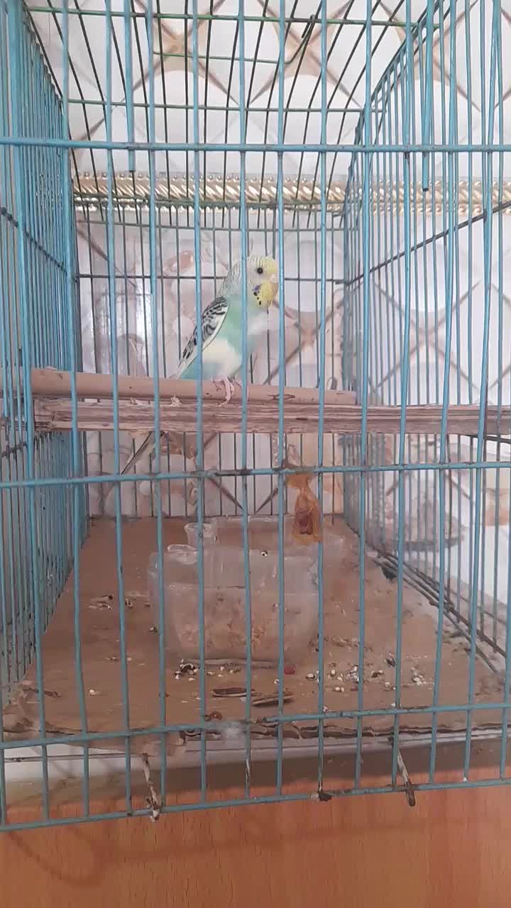 مرغ عشق|پرنده|شادگان, |دیوار