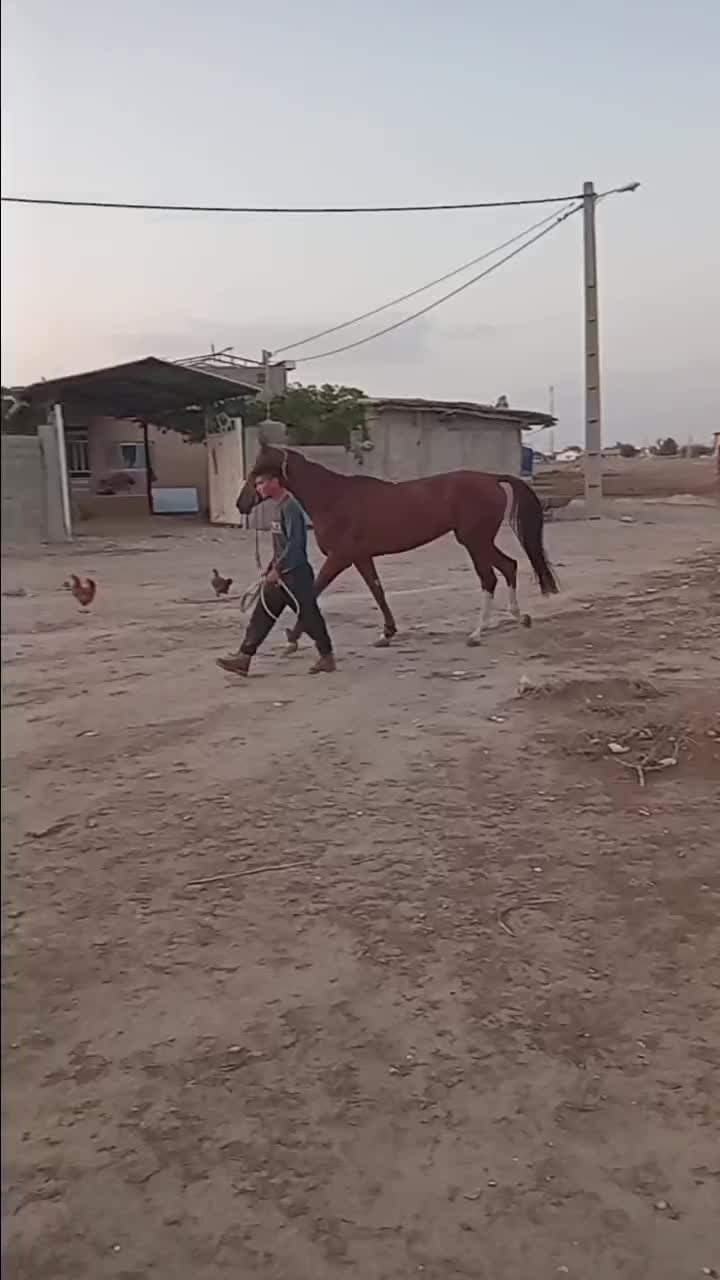 مادیون ترکمن ۴ ساله فروشی|اسب و تجهیزات اسب‌سواری|شاهرود, |دیوار