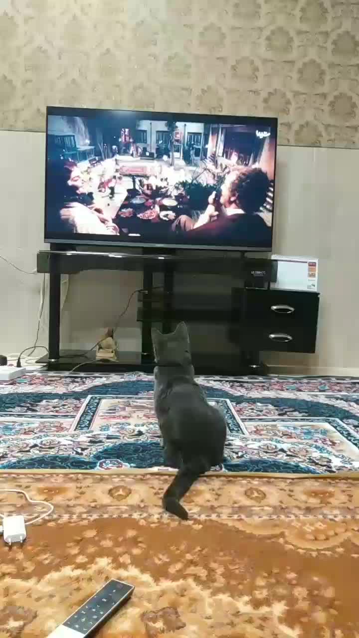 گمشده|حیوانات|یزد, |دیوار