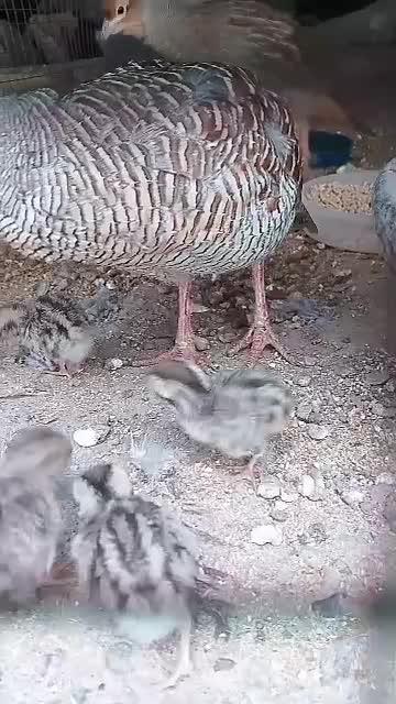 بلدرچین محلی|حیوانات مزرعه|مهرستان, |دیوار