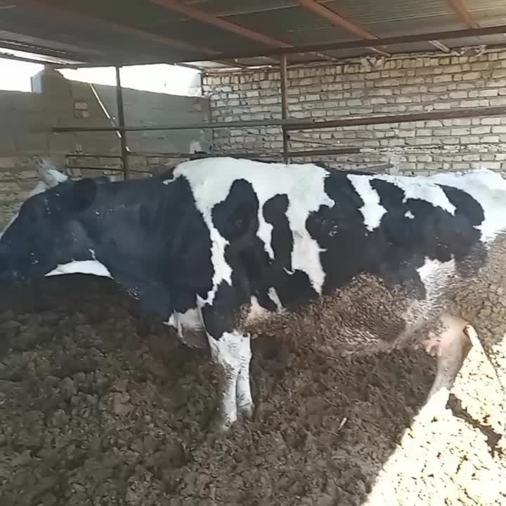 گاو|حیوانات مزرعه|مرودشت, مجد آباد|دیوار