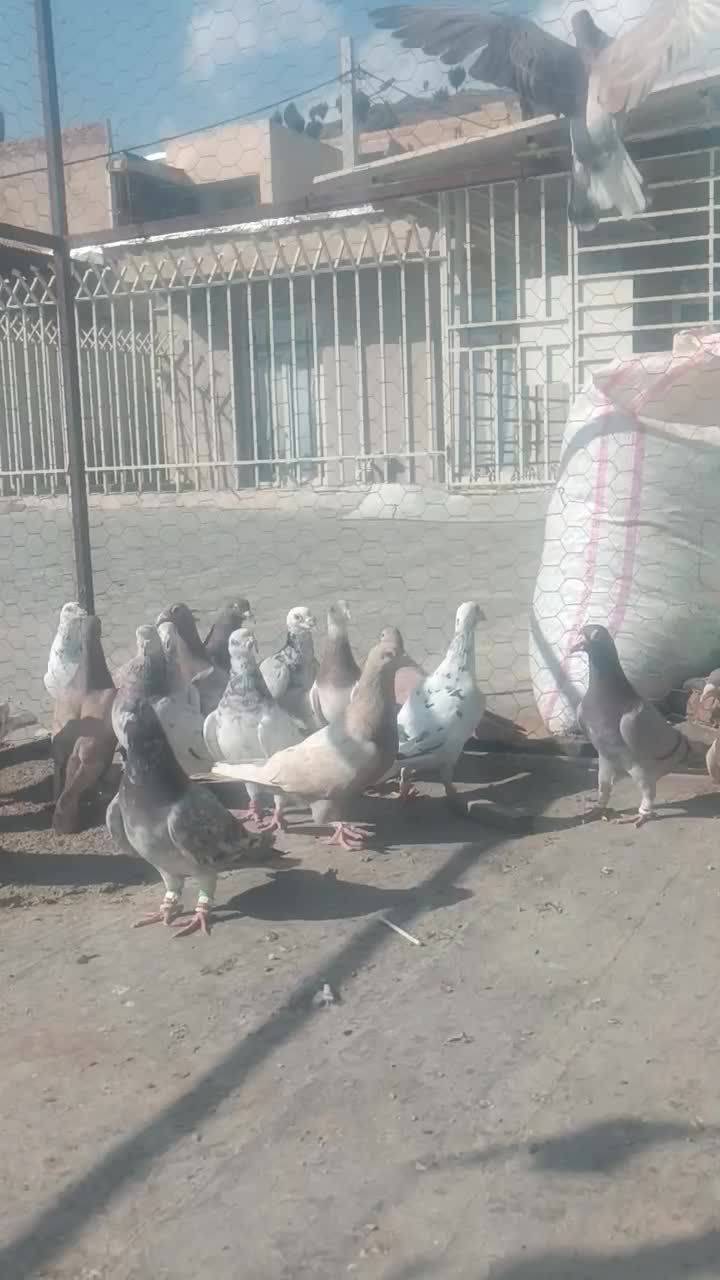 کبوتر|پرنده|کنگاور, |دیوار