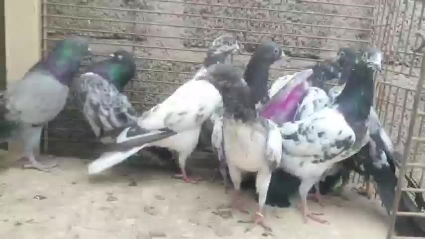 پاکستانی کبوتر دو رقمی هوش قوی با گارانتی|پرنده|فشم, |دیوار