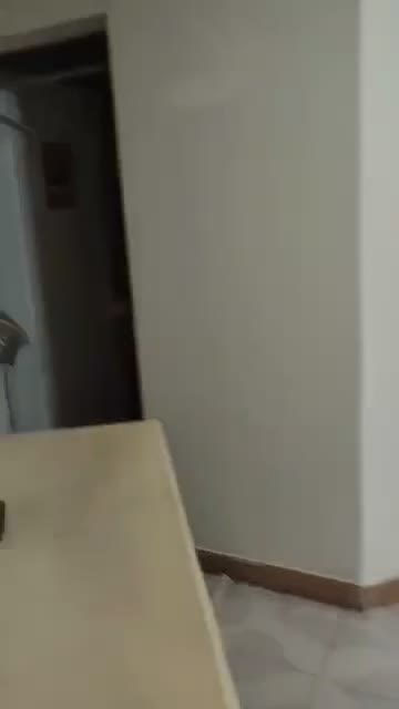 طوطی عروس هلندی گمشده پیدا بشه ۱۰ میلیون مژدگانی|حیوانات|کرج, عظیمیه|دیوار