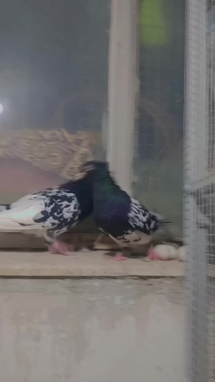 کبوتر رنگه کله سیاه طوقی سرخ دم سفید ساده|پرنده|تربتحیدریه, یحیی آباد|دیوار