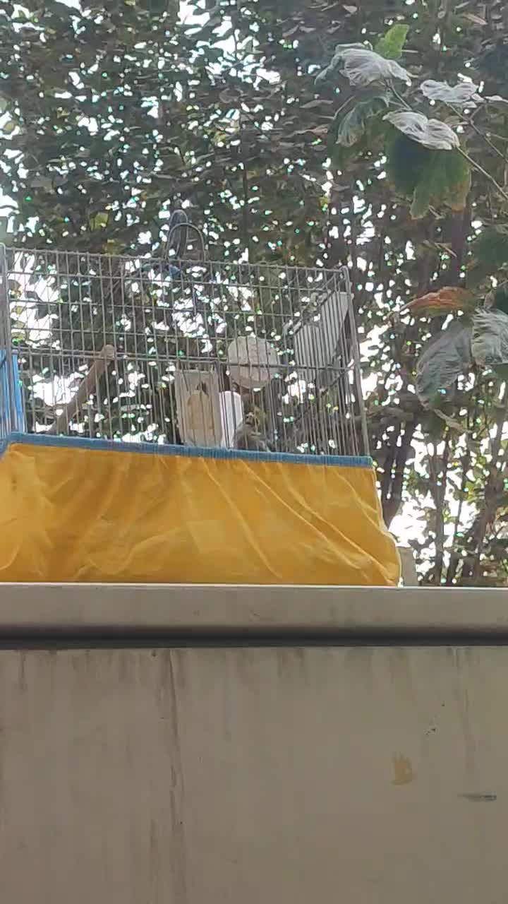 فروش سهره کرمانی درجه یک با قفس|پرنده|قم, چهار مردان|دیوار