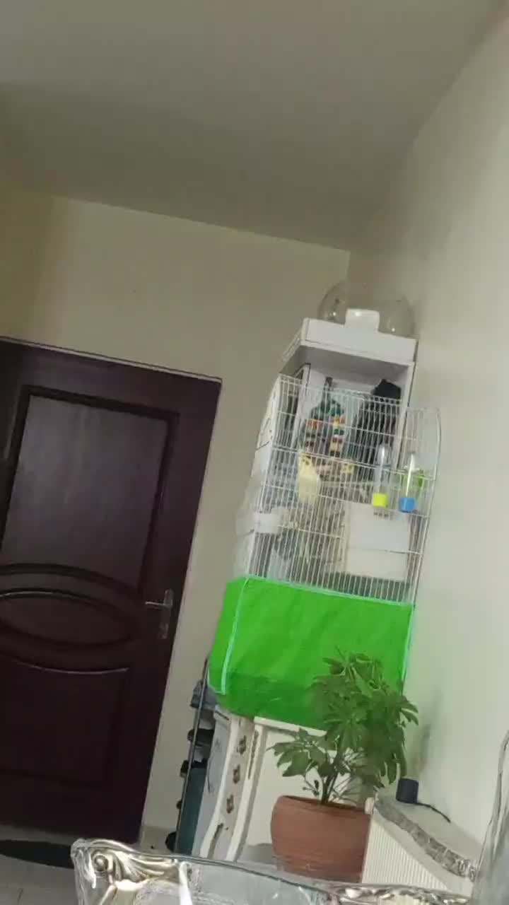 یک جفت عروس هلندی|پرنده|تهران, هفده شهریور|دیوار