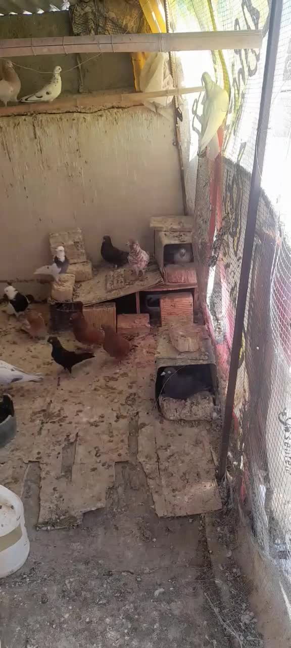 کبوتر|پرنده|شاهین‌شهر, شهرک گلدیس|دیوار