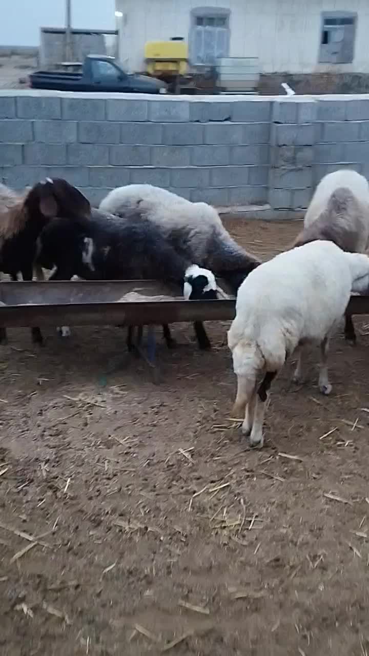 ده راس گوسفند آبستن|حیوانات مزرعه|گمیشان, |دیوار