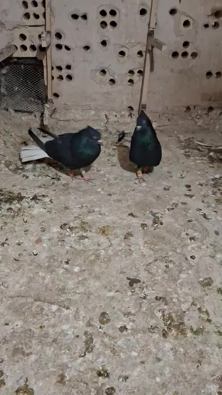 کبوتر|پرنده|نیشابور, شهرک اندیشه|دیوار