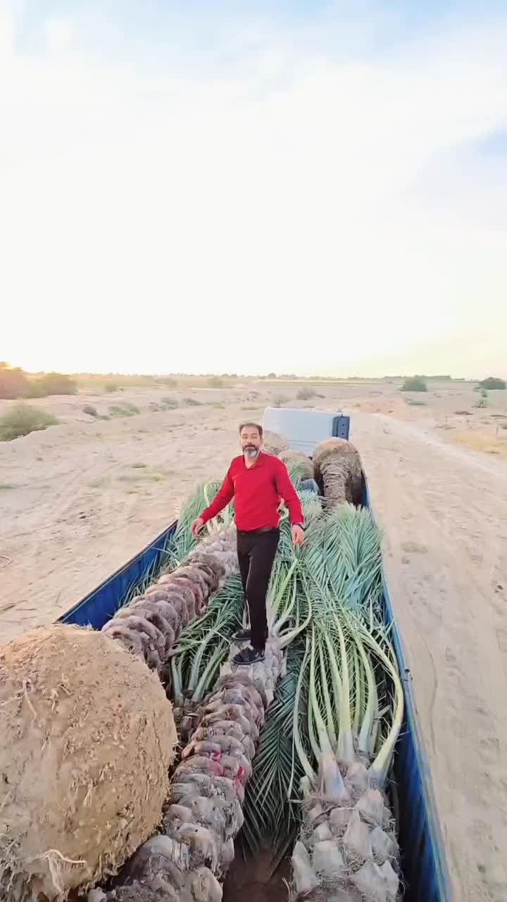 پروژه با نخل و پالم زیباست بولد شدن یک شبه پروژه|خدمات باغبانی و درختکاری|خرم‌آباد, |دیوار