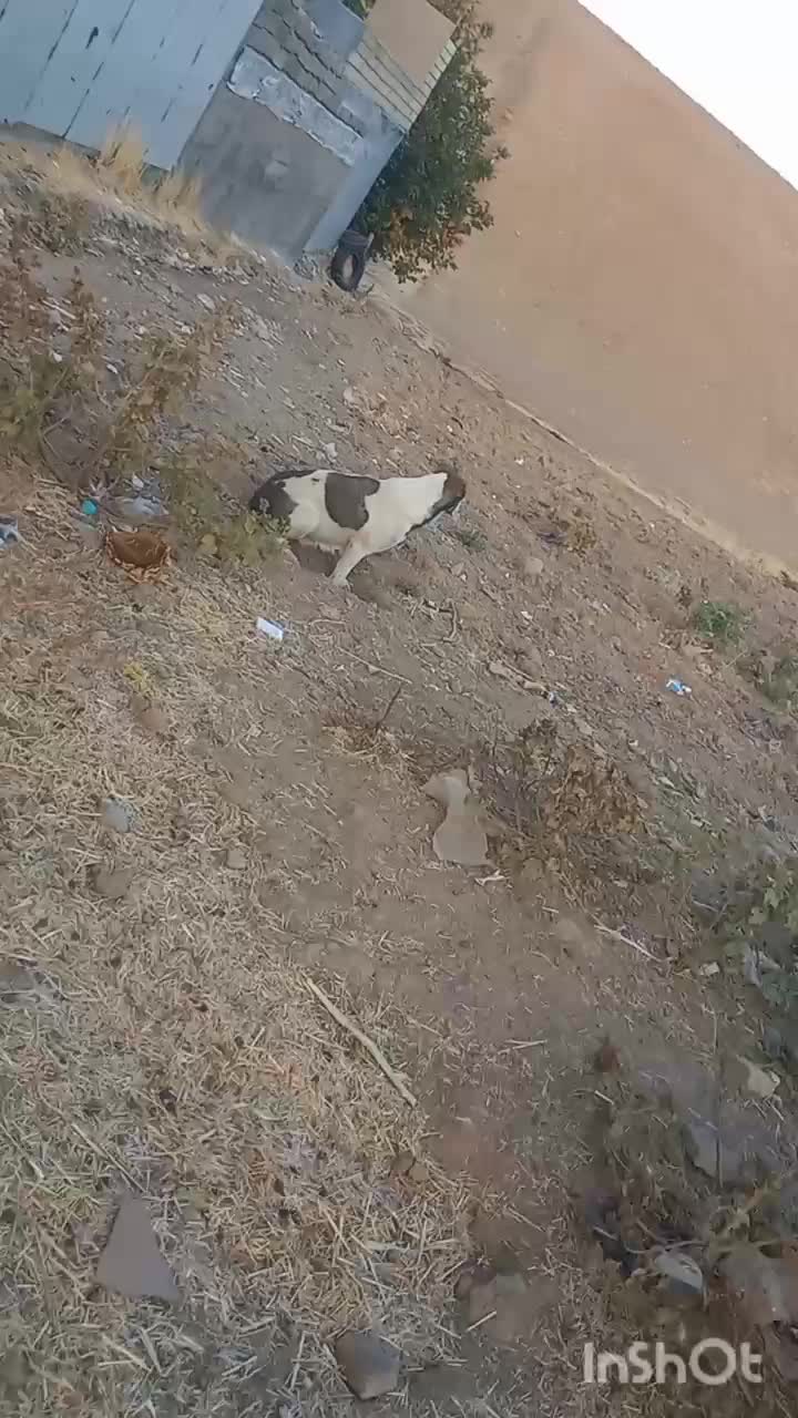 سگ ماده|سگ|فیروزآباد (لرستان), |دیوار