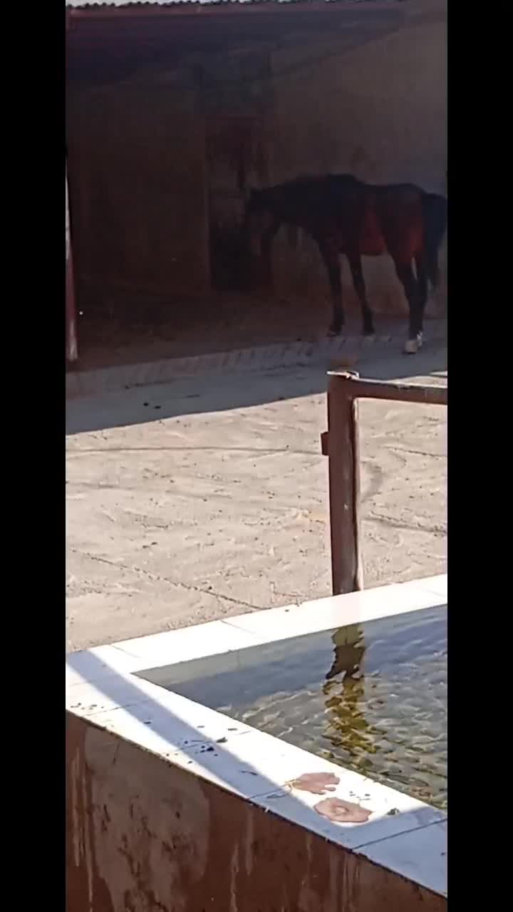 اسب|لوازم جانبی حیوانات|ششده و قره بلاغ, |دیوار