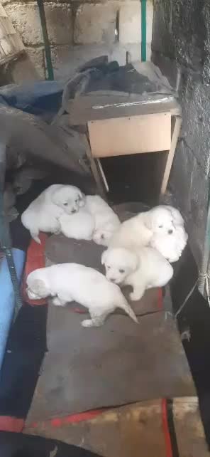 اشپیتز|سگ|رشت, باهنر|دیوار