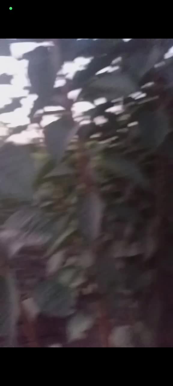 نهالستان|گل و گیاه طبیعی|میاندوآب, |دیوار