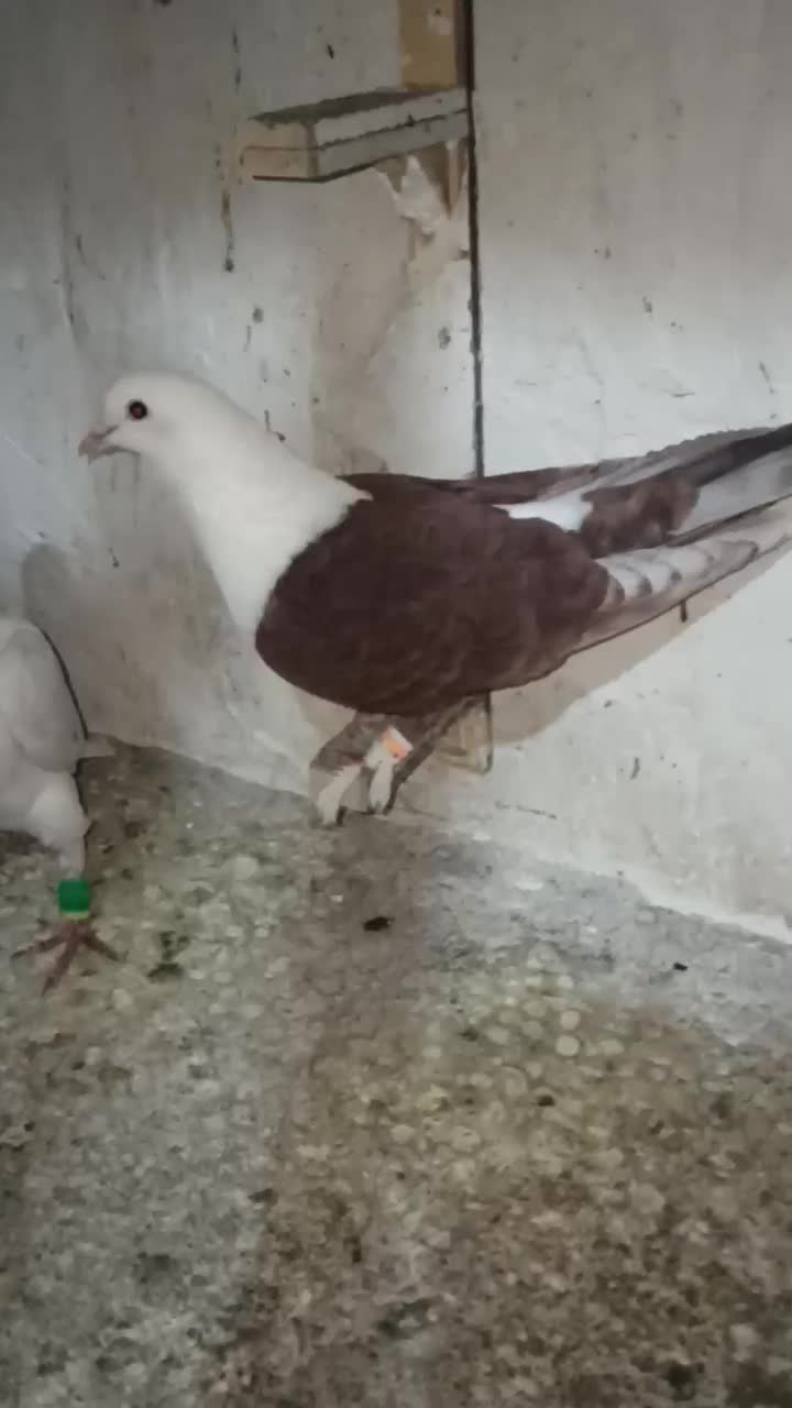 کلاغ سرخ|پرنده|مشهد, نیزه|دیوار