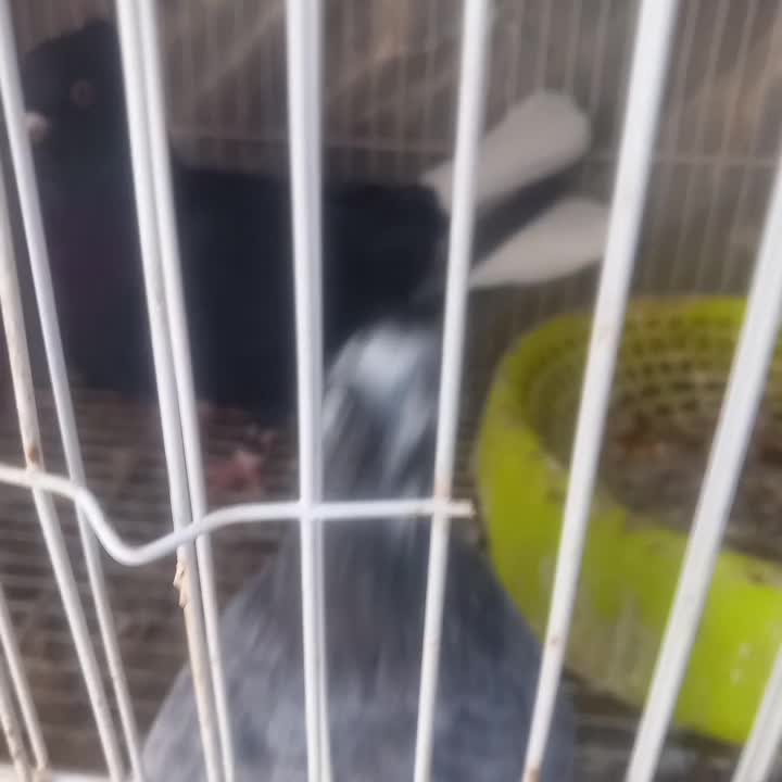 نروماده دم سفید|پرنده|قائن, |دیوار