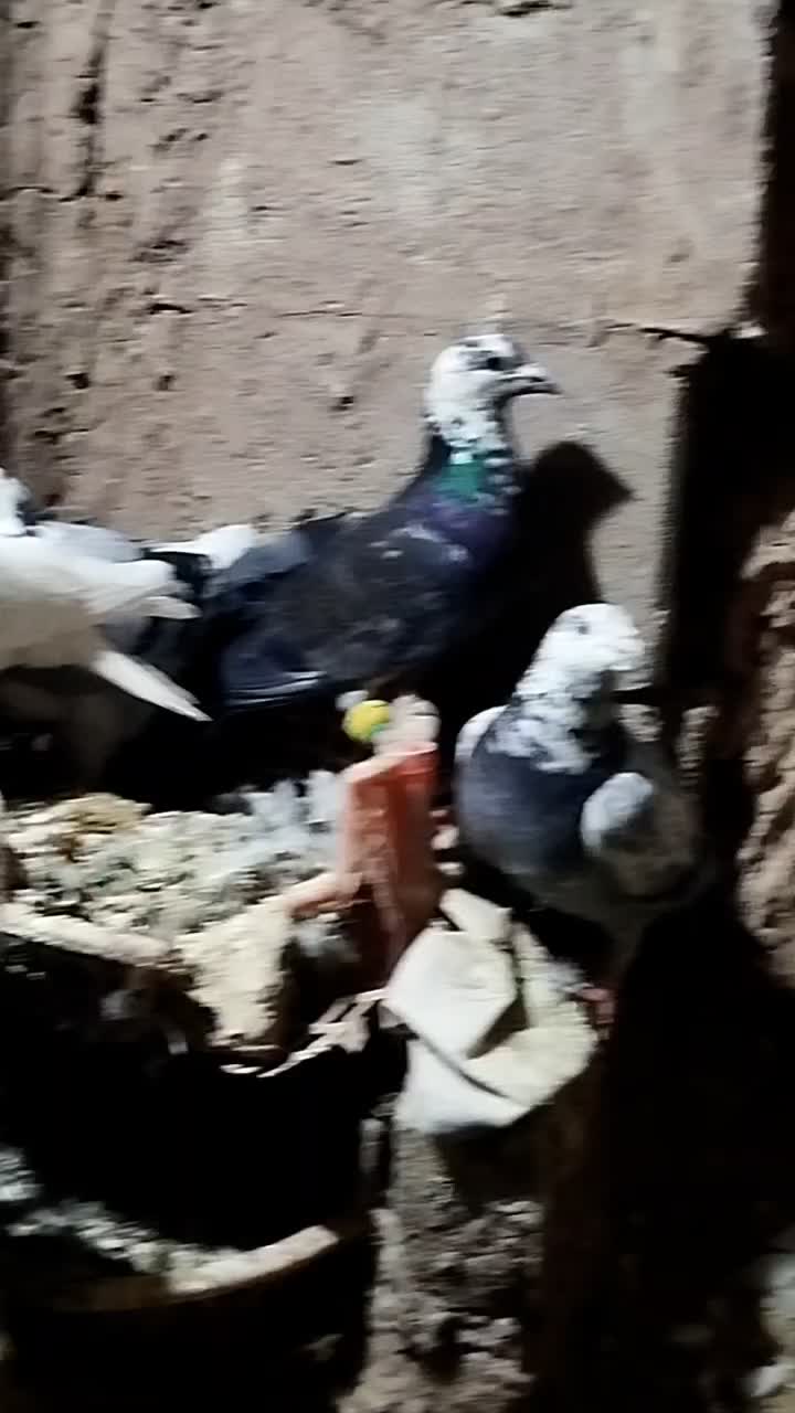 پرشی جنگنده|پرنده|نیشابور, خیام|دیوار