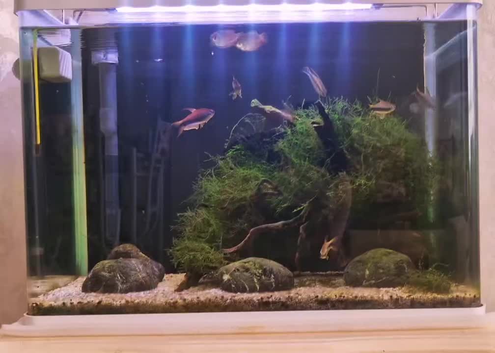 اکواریوم و وسایل|ماهی|اصفهان, تیران|دیوار