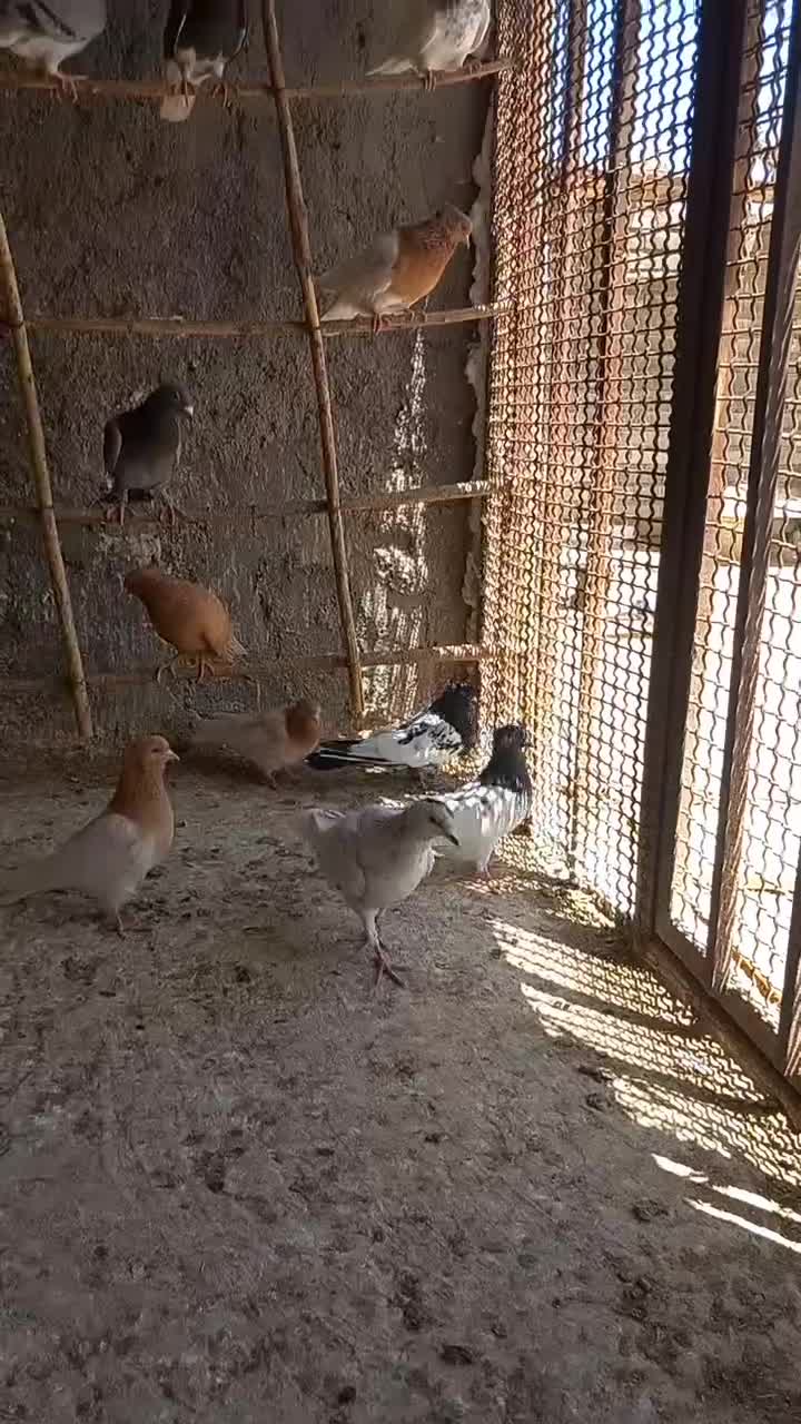 کبوتر|پرنده|گلمکان, |دیوار