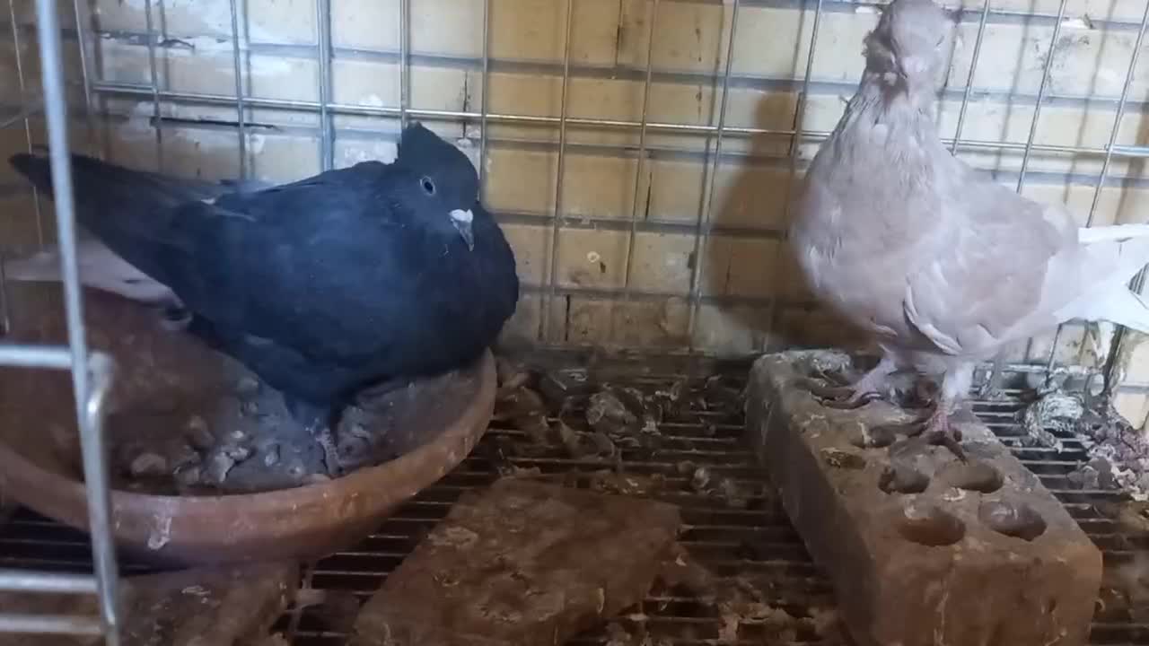 کفتر دم سفید|پرنده|شاهین‌شهر, شهرک گلدیس|دیوار