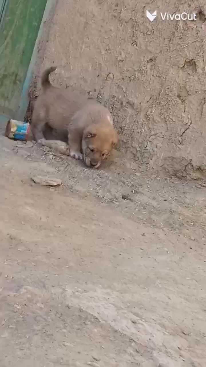 سگ نر|سگ|کاشمر, |دیوار