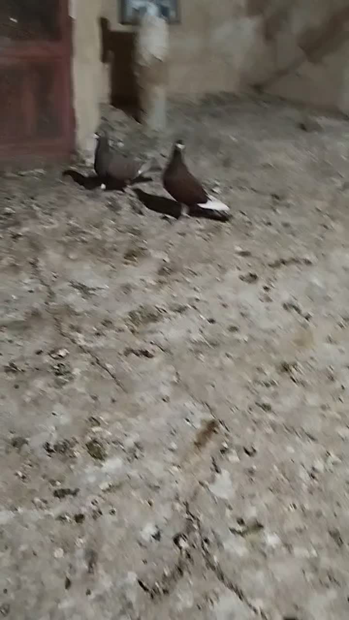 قره سرخ|پرنده|خواف, |دیوار