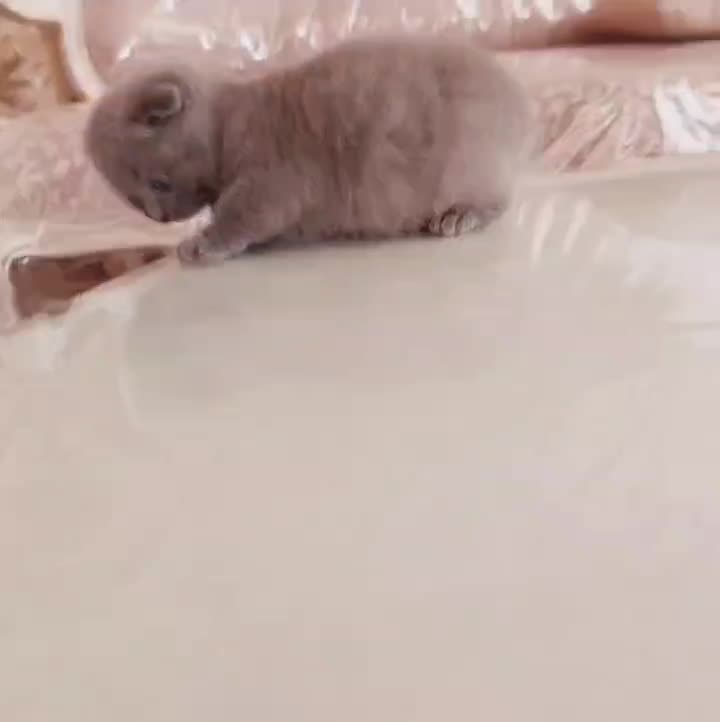 گربه اسکاتیش از مادر بریتیش|گربه|مشهد, چهارچشمه|دیوار