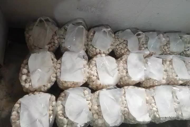 فروش قارچ عمده کیفیت و قیمت|خوردنی و آشامیدنی|مشهد, کوثر|دیوار