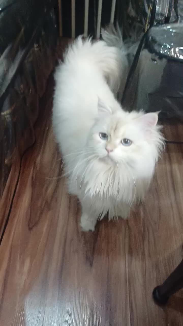 گربه نر با کد خاصBy1233|گربه|رشت, نیکمرام|دیوار