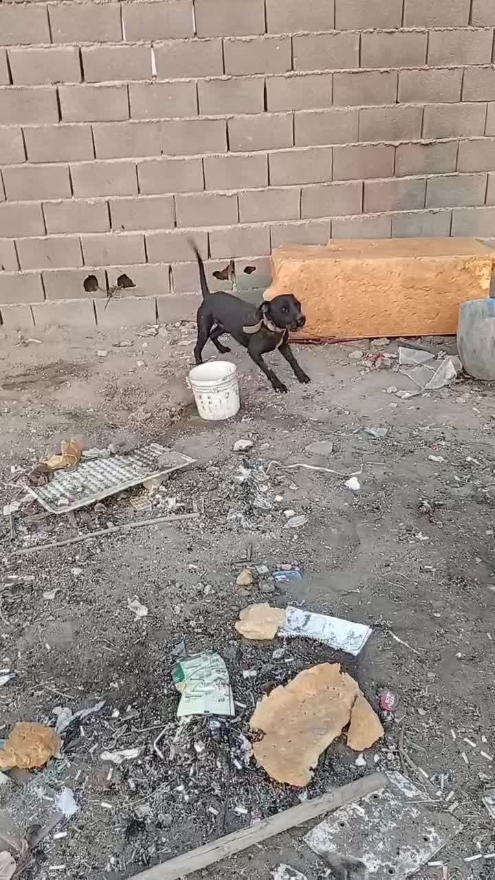 سگ پیتبول نر|سگ|اصفهان, قهجاورستان|دیوار