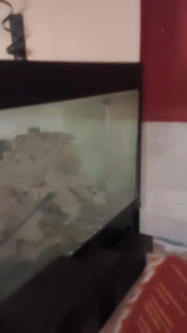 آکواریوم وارداتی|ماهی|تهران, فدک|دیوار