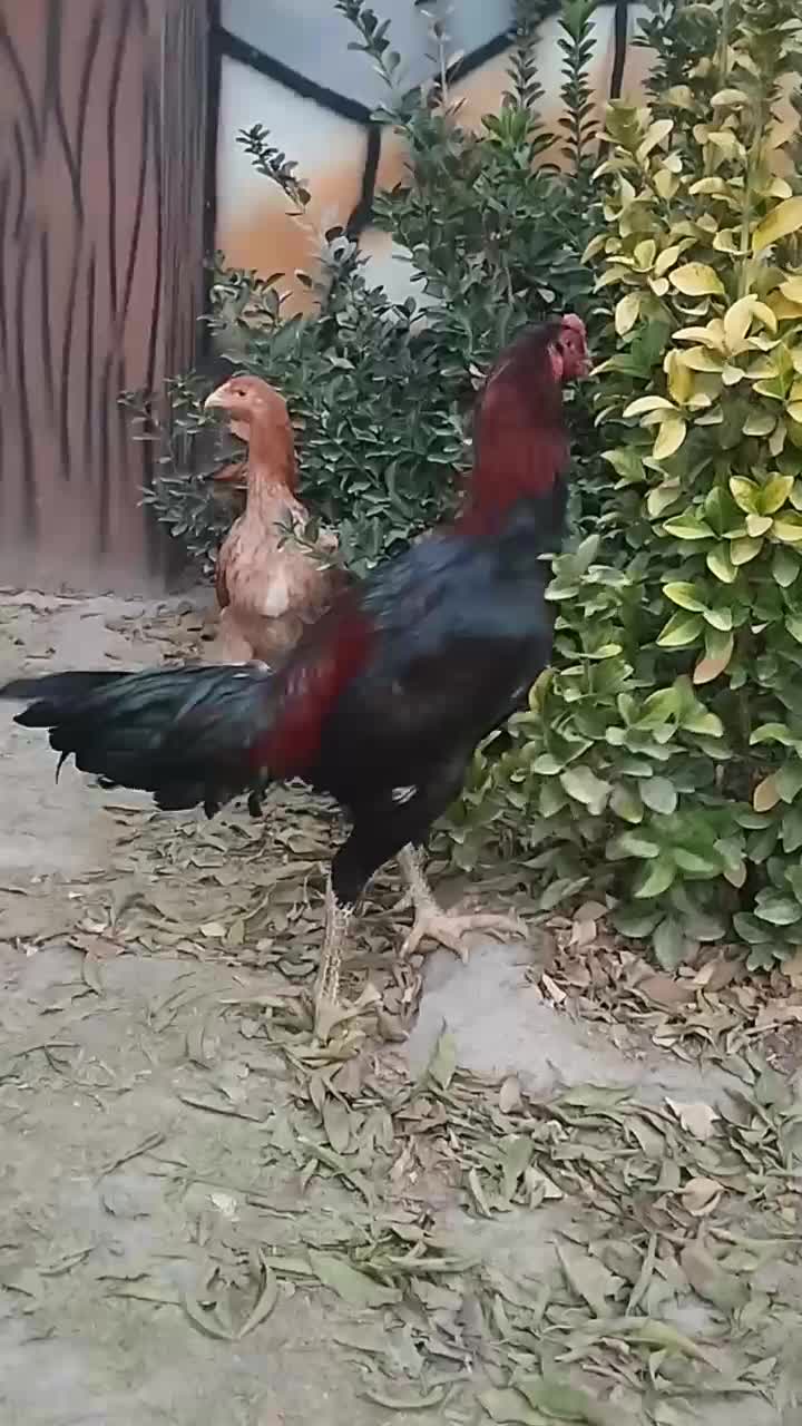 خروس اصیل لاری|حیوانات مزرعه|مشهد, امیرآباد|دیوار