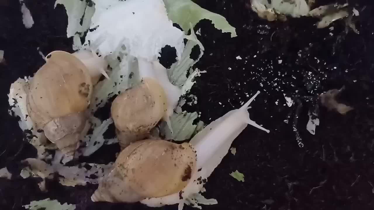 حلزون|حیوانات مزرعه|اصفهان, رزمندگان|دیوار