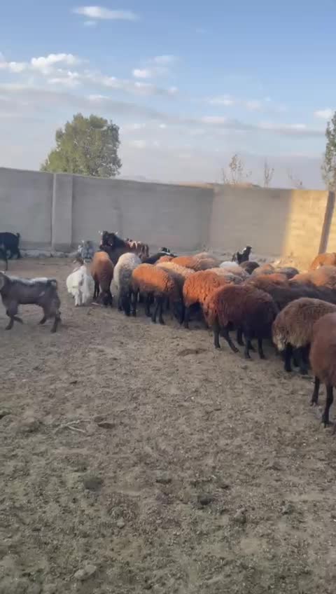 گوسفند نر وماده هموزیگوت و هتروزیگوت چند قلو زا|حیوانات مزرعه|تبریز, |دیوار