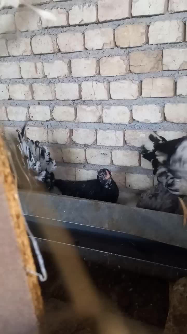 فروش خروس گلین درجه یک اصل|حیوانات مزرعه|فرخ‌شهر, |دیوار