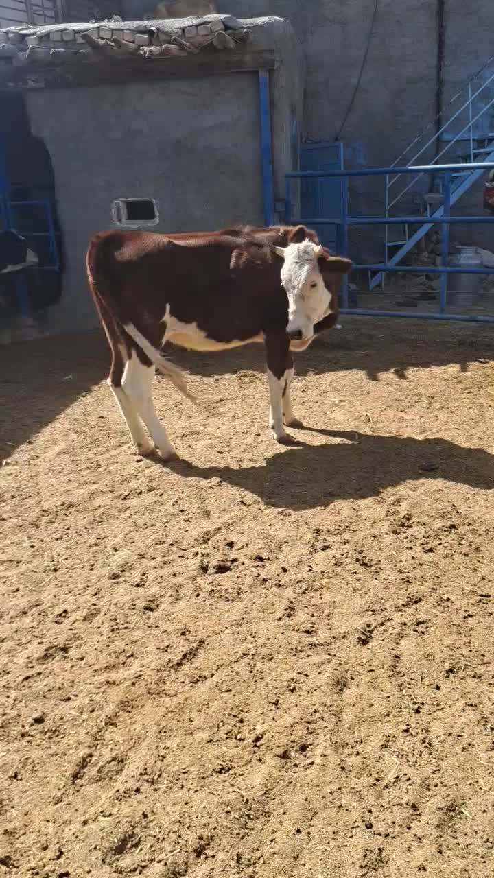 گاو .نوبر.تلیسه. گوساله ماده|حیوانات مزرعه|مرودشت, شهرک مهدیه|دیوار