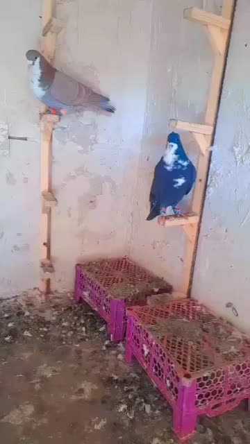 کبوتر|پرنده|شوسف, |دیوار