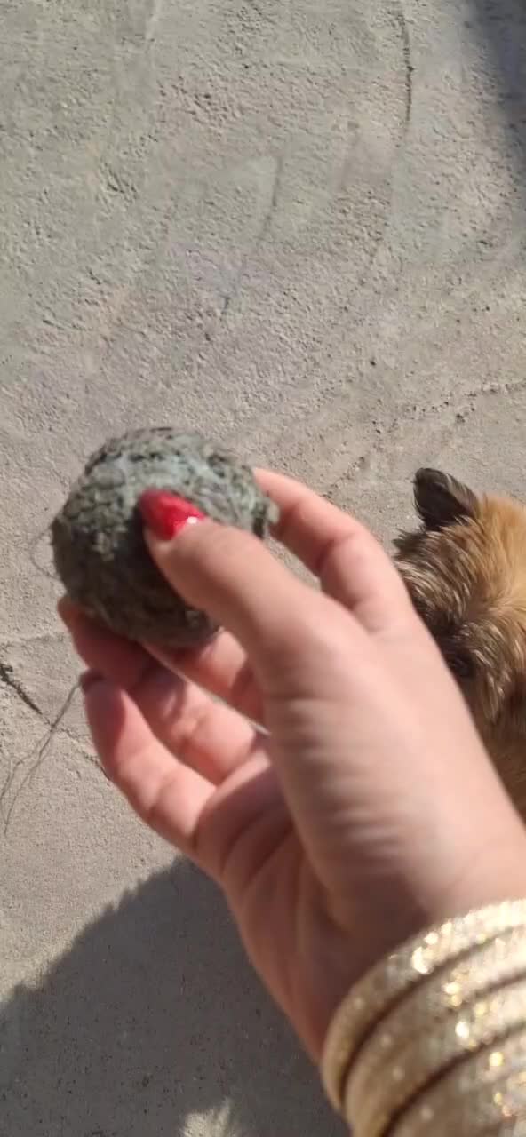 سگ پشمالو|سگ|نیشابور, محله میدان باغات|دیوار