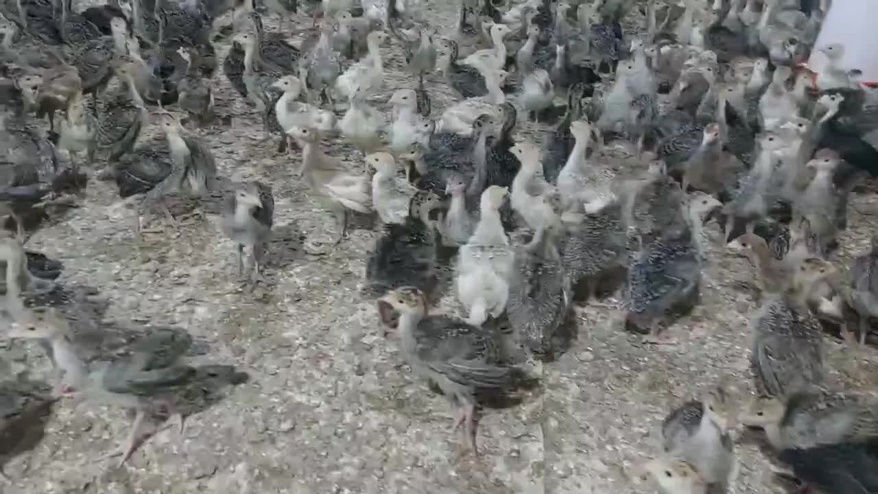 جوجه بوقلمون برنز|حیوانات مزرعه|تهران, خانیآباد|دیوار