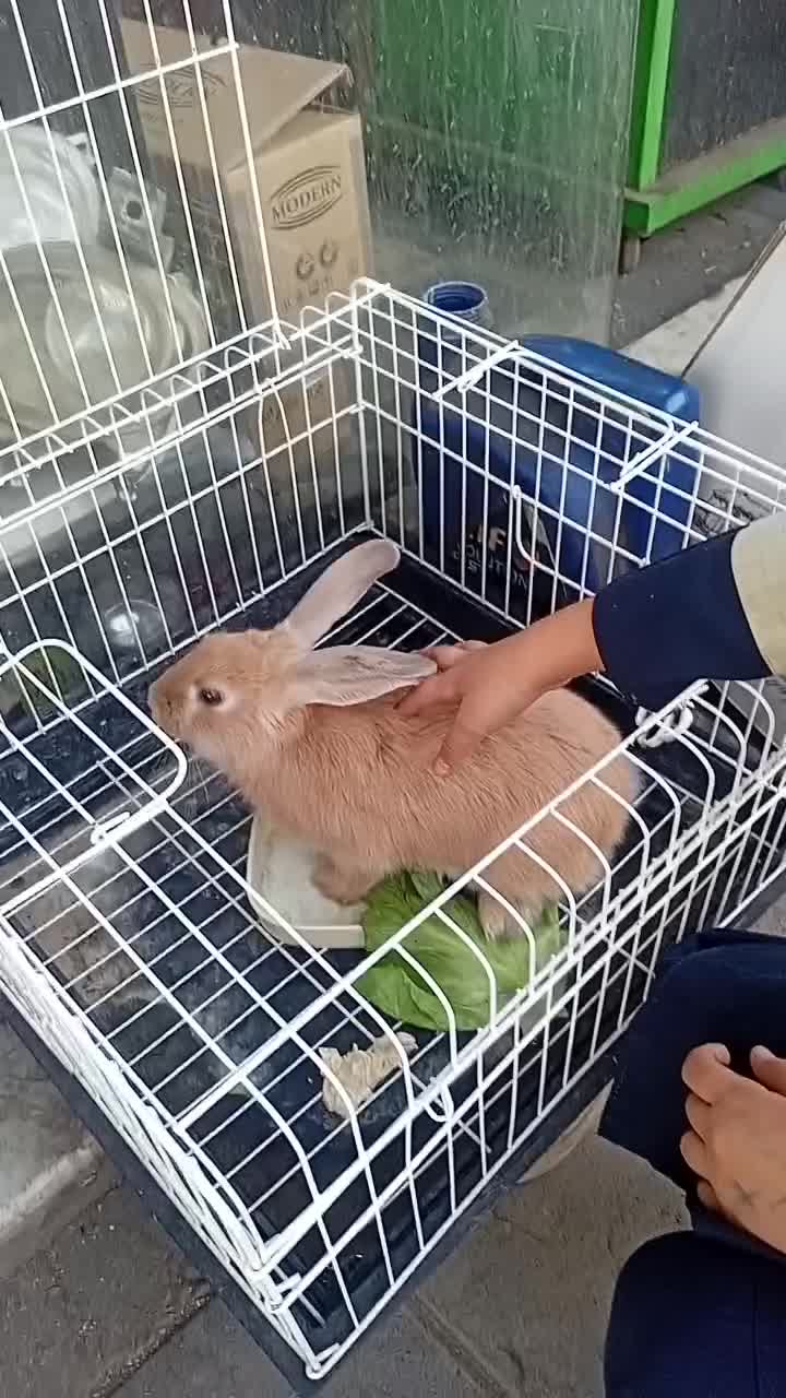 خرگوش باقفس|موش و خرگوش|تهران, امام زاده عبدالله|دیوار