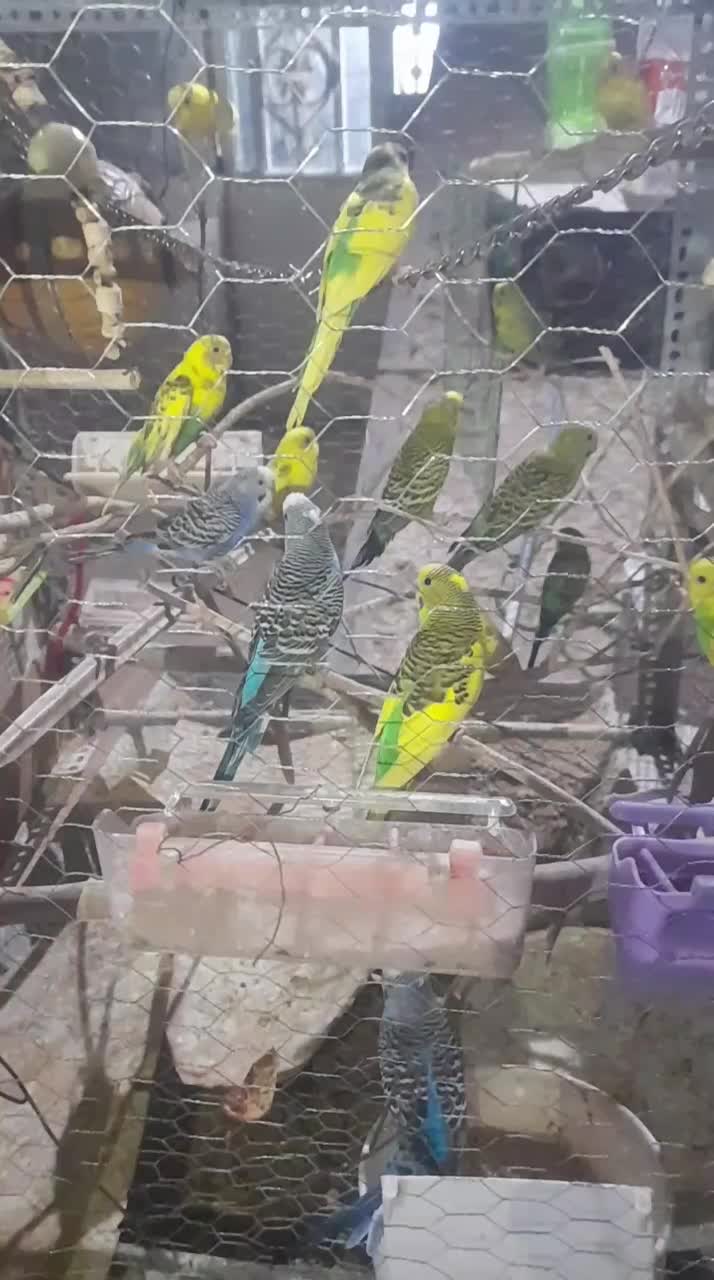 مرغ عشق سالم ضمانتی|پرنده|ایرانشهر, |دیوار